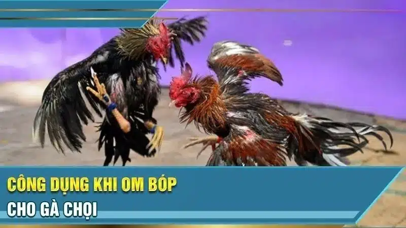 Kỹ Thuật Om Bóp Gà Chọi