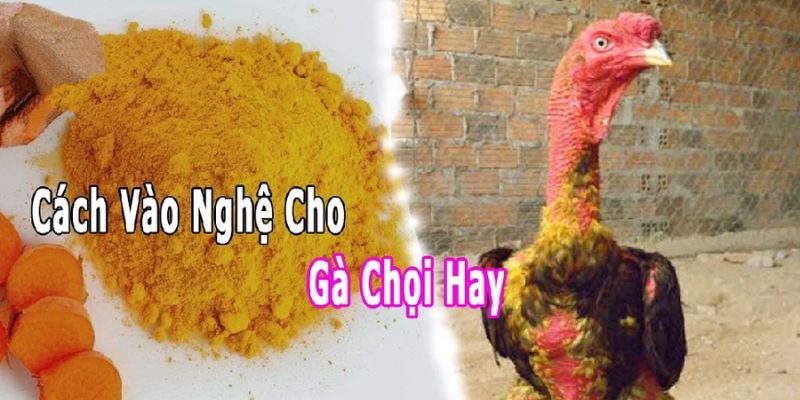 Vào nghệ cho gà chọi