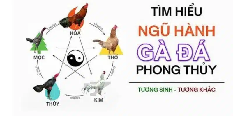 Hôm Nay Đá Gà Màu Nào Mạnh